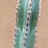 Cereus_jujuyensis_1